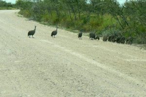 Family of guinea hens