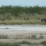 Gemsbok and Blue wildebeest