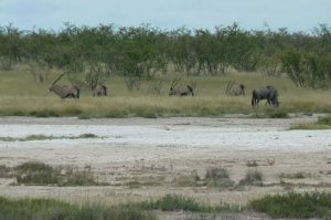 Gemsbok and Blue wildebeest