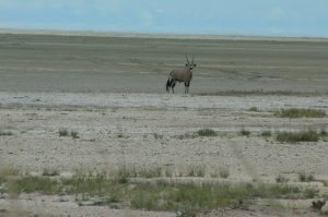 Gemsbok