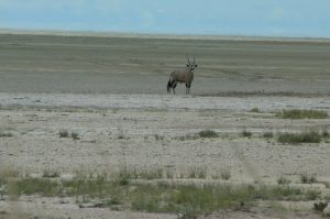 Gemsbok