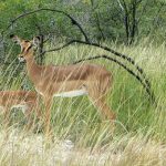 Steenbok