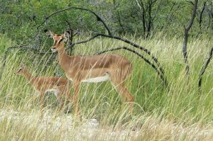 Steenbok