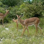 Steenbok