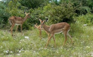 Steenbok