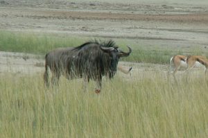 Blue wildebeest