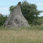 Termite mound