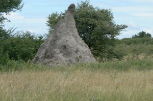 Termite mound