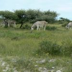 Zebras on Ditshipi Island in the Delta