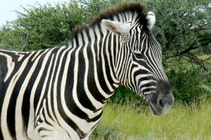 Close-up of seemingly tame zebra but these animals will kick
