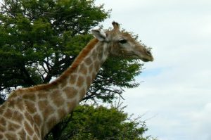 Giraffe