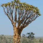 Quiver tree (actually an aloe bush)