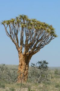 Quiver tree (actually an aloe bush)