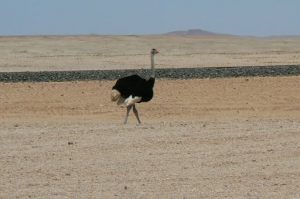 Ostrich along the railroad