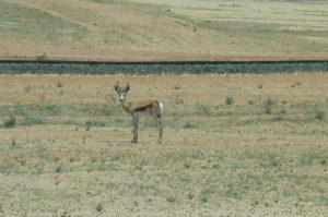 Springbok