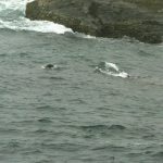 Seals frolicking in the sea