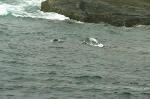 Seals frolicking in the sea