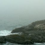 Seals nesting on the rock island
