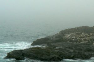 Seals nesting on the rock island