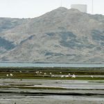 Flamingos on the coast south of Luderitz