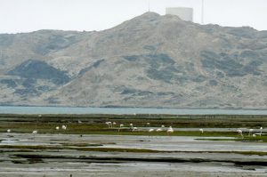 Flamingos on the coast south of Luderitz