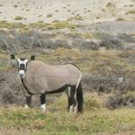 Gemsbok in the area