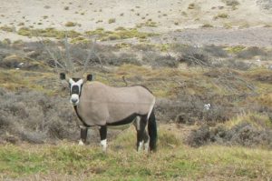 Gemsbok in the area