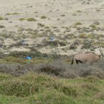 Gemsbok and trash bags