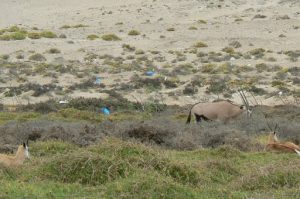 Gemsbok and trash bags