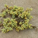 Plant life in the desert