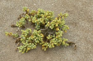 Plant life in the desert