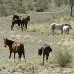 Wild horses