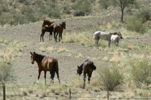 Wild horses