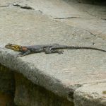 Native lizard