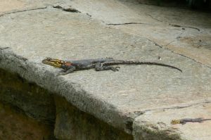 Native lizard