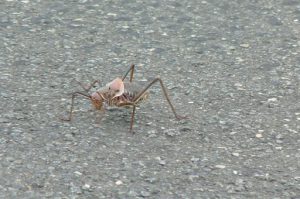 In the area of the border crossing (with SouthAfrica) were