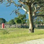 Ovambo village behind a fence made of tree limbs