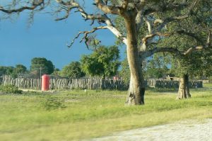 Ovambo village behind a fence made of tree limbs