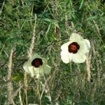 Yellow poppies