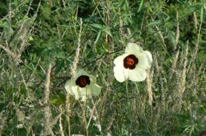 Yellow poppies