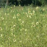 Yellow poppies