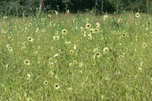 Yellow poppies