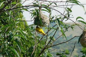 Masked weaver building a nest that is entered from the