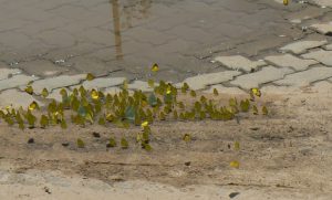 Swarm of small yellow butterflies