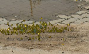 Swarm of small yellow butterflies