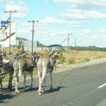 Contrast of lifestyles along the highway