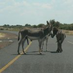 Common sight of very dumb donkeys in the road;  they