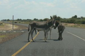 Common sight of very dumb donkeys in the road;  they