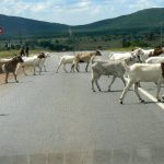 Common sight of goat herds walking across the highway
