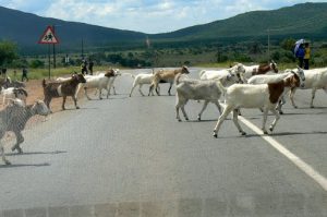 Common sight of goat herds walking across the highway